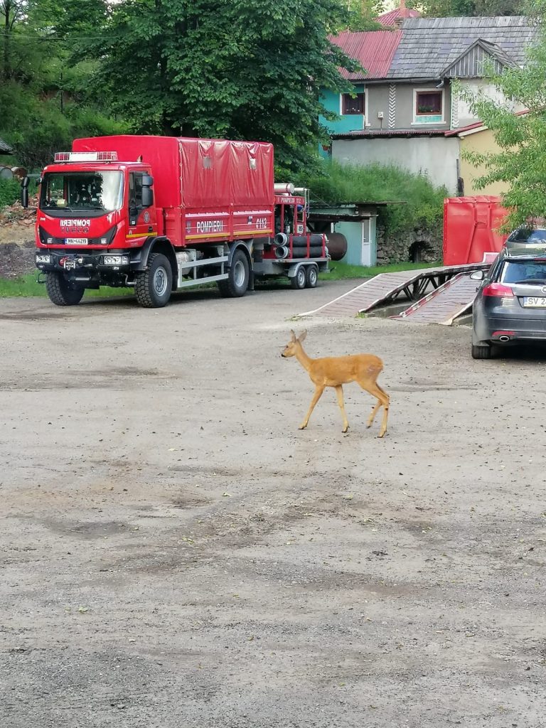 VIDEO O căprioară i-a vizitat pe pompierii din Vatra Dornei