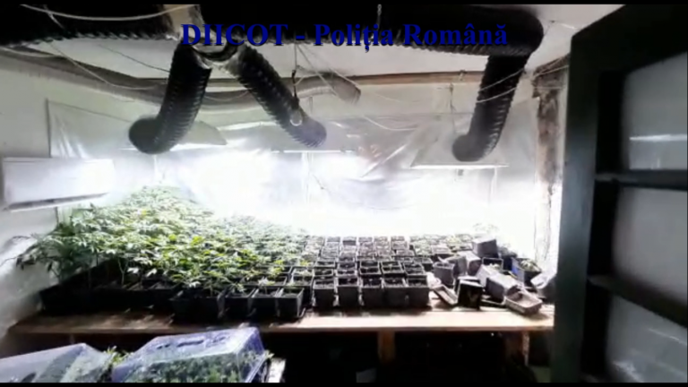 VIDEO Cultură de cannabis descoperită de procurorii DIICOT (NAȚIONAL)