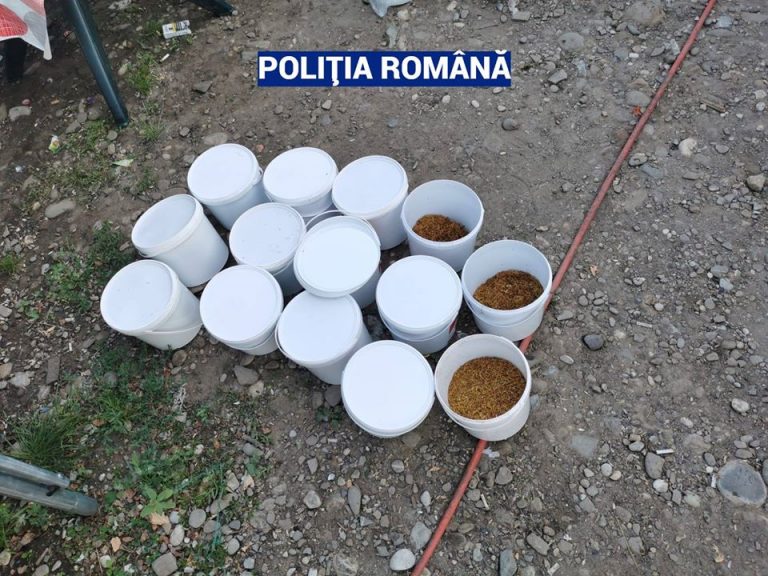 Peste 4 tone de tutun tocat confiscate în urma unor descinderi ale polițiștilor (NAȚIONAL)