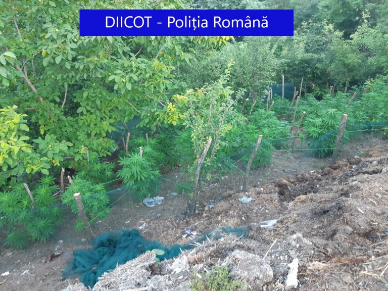 VIDEO FOTO Cultură de cannabis descoperită de procurori. 24 de kilograme de droguri ridicate de oamenii legii (NAȚIONAL)