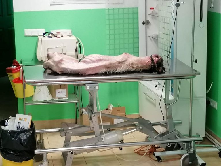 FOTO Câinele scheletic găsit pe străzile orașului Siret a murit