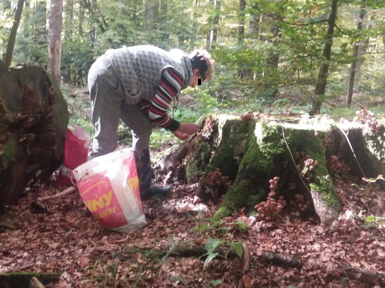 O femeie a fost găsită moartă-n casă după ce a mers la cules de bureți