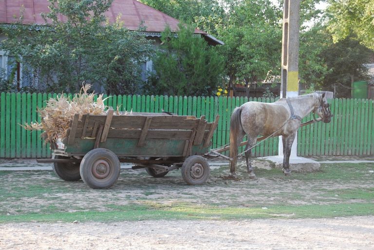 Un bătrân din Calafindești a murit după ce a căzut dintr-o căruță
