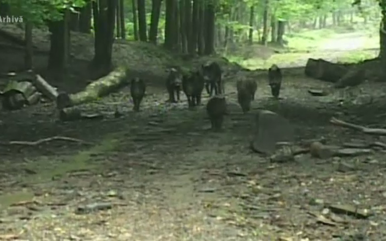 O femeie care a băut alcool în exces s-a rătăcit într-o pădure din Dolhasca după ce s-a speriat de o turmă de mistreți