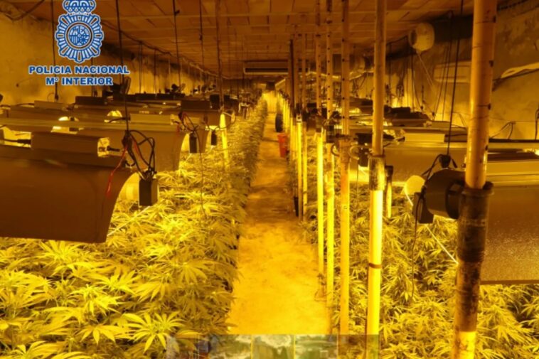 VIDEO Cea mai mare plantație subterană de marijuana descoperită sub ferma unor români din Spania (INTERNAȚIONAL)