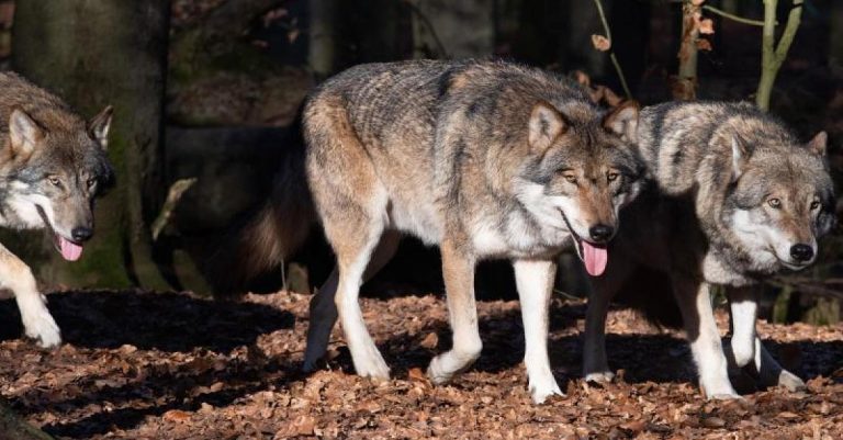 O grădină zoologică a omorât trei lupi pentru a face un loc de joacă pentru copii (INTERNAȚIONAL)