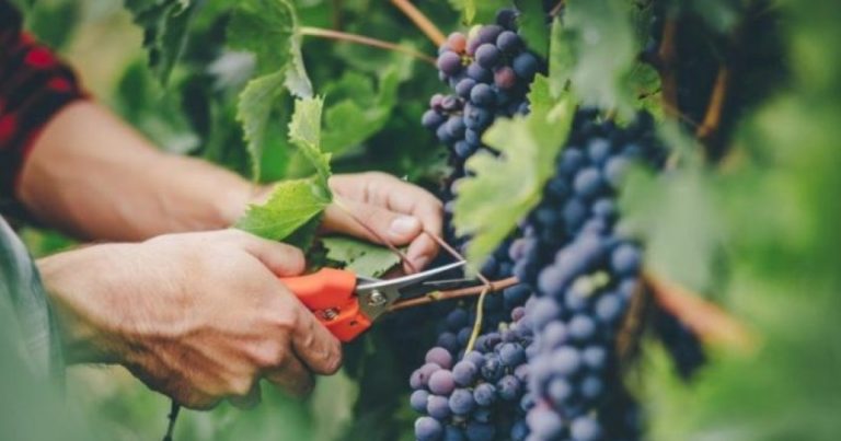 Un siretean beat a căzut pe scară în timp ce culegea struguri