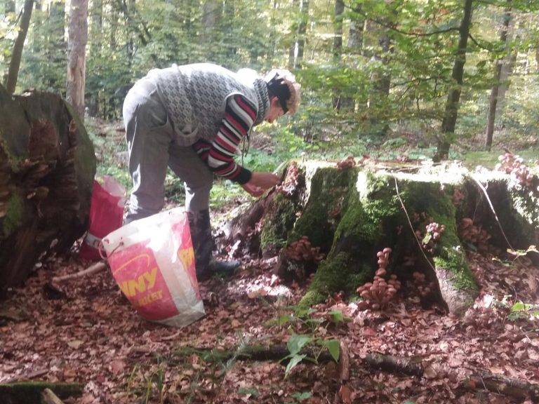Un bărbat din Straja care trebuia să stea autoizolat la domiciliu a plecat în pădure la cules bureți