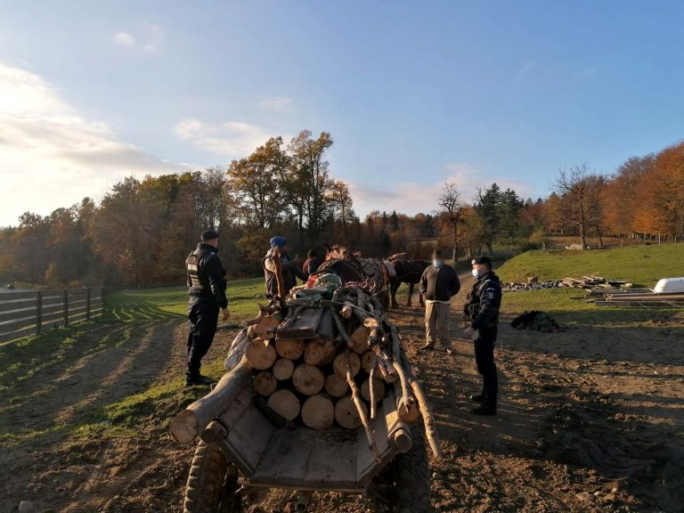 FOTO Opt indivizi prinși la furat de lemne de jandarmii suceveni