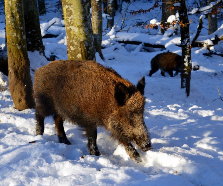 Cazuri în premieră de pestă porcină la Mitocu Dragomirnei. Două scroafe și doi mistreți depistați cu această boală în zona Dragomirna