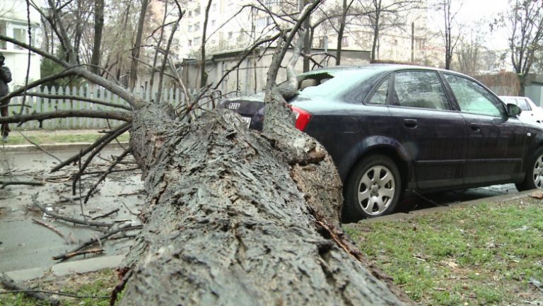 Un șofer beat s-a cocoțat cu mașina într-un tei, la Vicovu de Sus. Polițiștii l-au amendat pentru că nu avea declarație