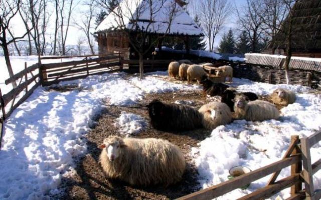 Un cioban a murit într-o baracă de la o stână din Burdujeni