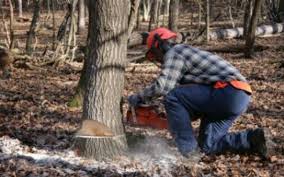 Un bărbat din Mitocu Dragomirnei a tăiat ilegal și furat nouă arbori din pădurea din localitate