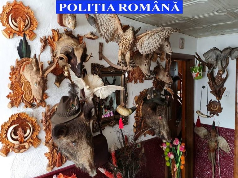 FOTO Percheziții la braconierii din Gura Humorului. Zeci de trofee și sute de elemente de muniție confiscate de polițiști
