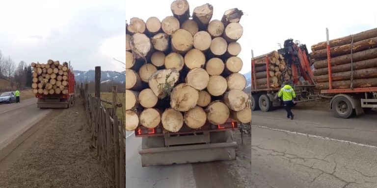 FOTO Transport ilegal de lemne depistat de polițiști cu ajutorul activiștilor de mediu din zona Moldovița