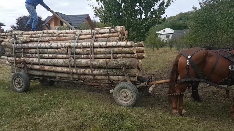 Un căruțaș din Dărmănești care transporta lemne, bătându-și fără milă caii, s-a ales cu dosar penal și cu mai multe amenzi