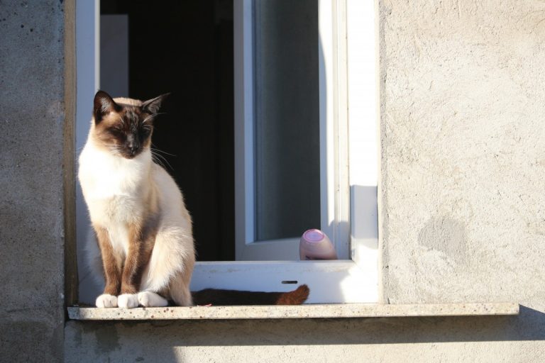 Un sucevean a căzut pe geam de la etajul I după ce s-a întins după pisica aflată pe pervaz