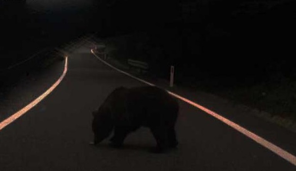 Un urs care se plimba pe DN 17 a băgat spaima în cetățenii din Pojorâta