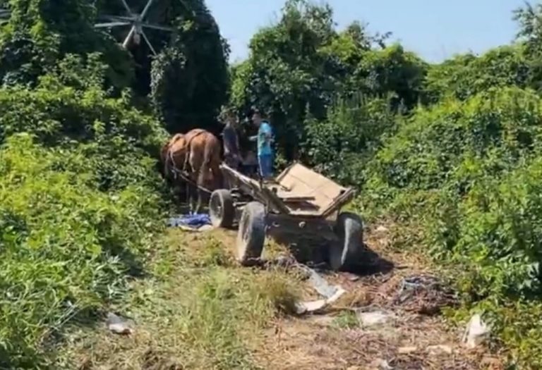 FOTO Hoții de fier vechi au dat „atacul” la Diasil. Prinși în flagrant, aceștia și-au abandonat căruțele, caii ajungând într-un adăpost de animale