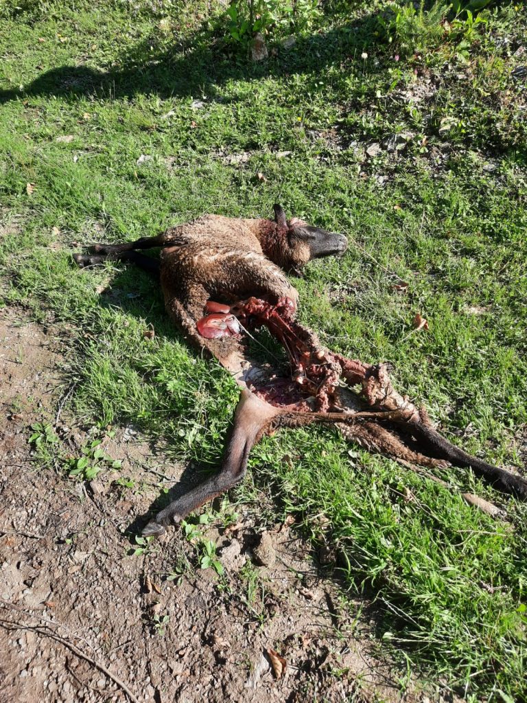 FOTO Ursul a omorât două oi pe un islaz din Broșteni