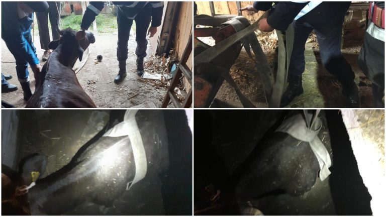 FOTO Intervenție inedită a pompierilor, care au salvat o vacă căzută într-un beci din Vicovu de Jos