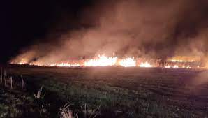 Pompierii voluntari de la Primăria Mitocu Dragomirnei au salvat de flăcări o pădure din Burdujeni Sat după ce un inconștient a dat foc la miriște