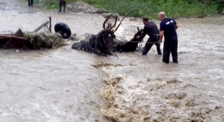 Un moșneag din Voitinel a furat opt jante de aluminiu din curtea unei firme din Vicovu de Jos. Polițiștii l-au prins pe hoț în timp ce gonea cu căruță prin râul Suceava