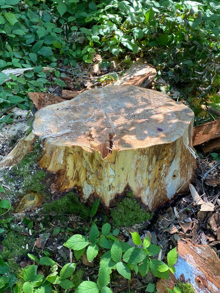 FOTO 41 de copaci au fost tăiați ilegal dintr-o pădure deținută de Primăria Sucevița