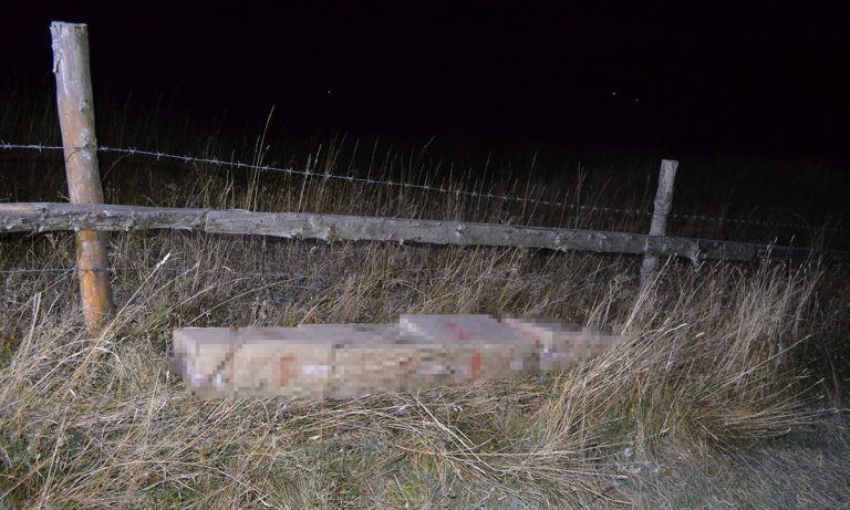 VIDEO FOTO Patru colete cu 2.000 de pachete cu țigări de contrabandă au fost abandonate într-o pădure din Lupcina