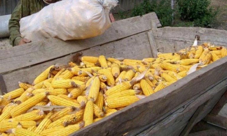 O femeie din Hănțești a furat porumb de pe terenul unei societăți din localitate