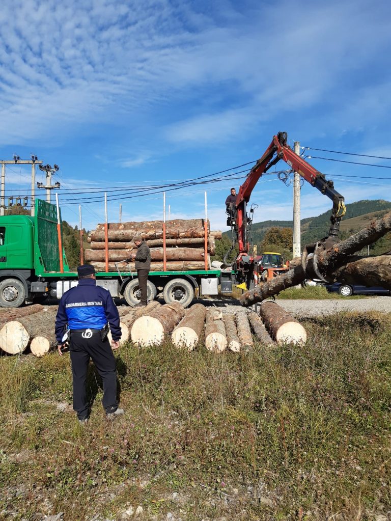 Transport ilegal de lemne depistat de jandarmi, la Frumosu