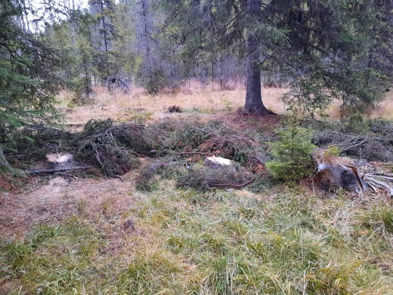 FOTO Tăieri ilegale de arbori descoperite de reprezentanții Gărzii Forestiere Suceava în păduri din Șaru Dornei, Poiana Stampei, Voroneț și Moldovița