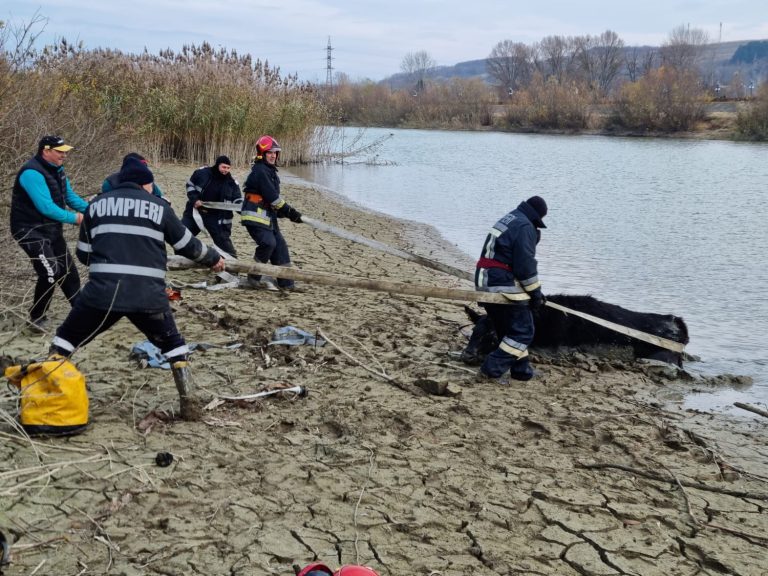 VIDEO FOTO Pompierii au salvat trei vaci blocate în albia râului Siret