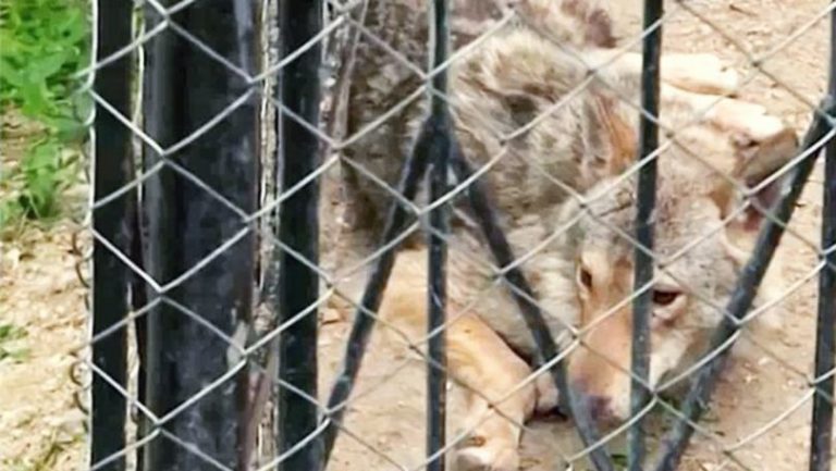Un bărbat din Straja care ținea captiv un lup a fost amendat de polițiști