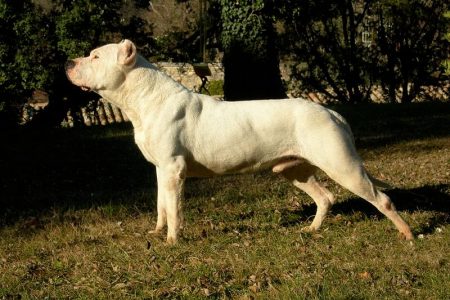 Un băiat de 6 ani a fost atacat de un câine din categoria celor periculoși, la Cornu Luncii