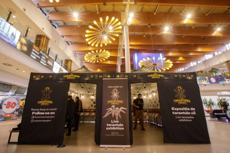 FOTO Tarantule vii din cele mai importante specii de pe glob, în expoziție la Iulius Mall prin „The Taranterra Project”