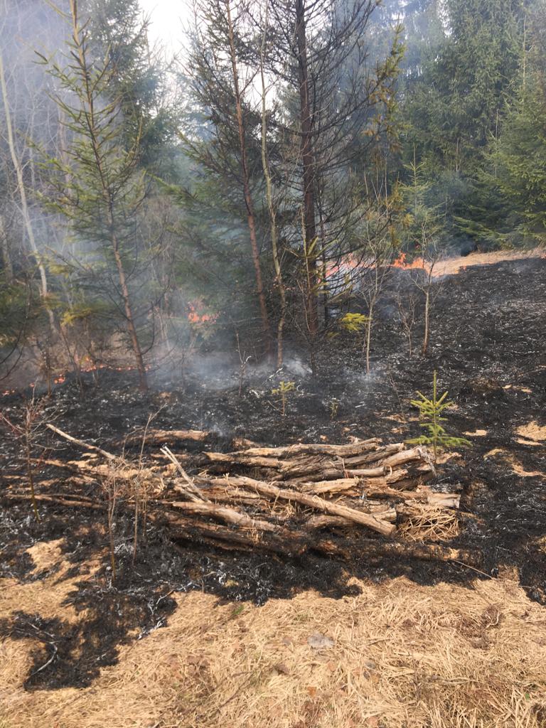 FOTO O pădure din Straja a fost aproape de a fi cuprinsă de flăcările pornite de la un incendiu de vegetație uscată