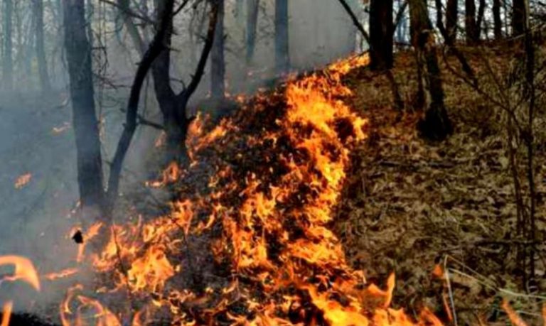 O pădure de salcâmi a luat foc la Dolhasca de la un incendiu de vegetație
