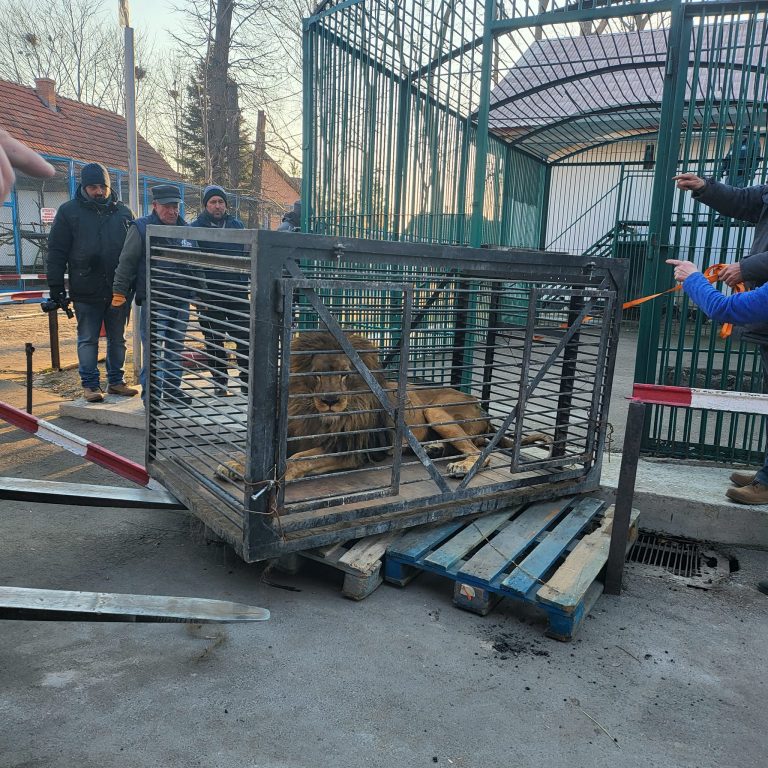 Un leu de la grădina zoologică din Zaporojie – Ucraina a scăpat de război, găsindu-și refugiul la Grădina Zoologică din Rădăuți