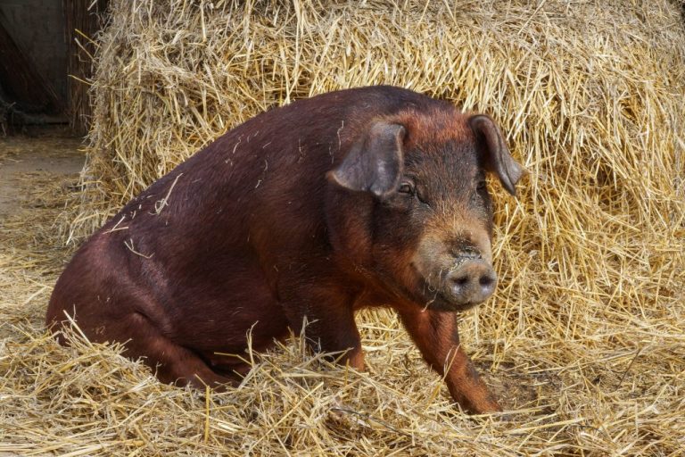 Un vicovean a tăiat porcul unui vecin după ce l-a confundat cu un mistreț