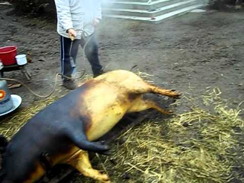 Un bărbat din Baia a fost aproape de a-și dat foc la gospodărie după ce a pârlit un porc