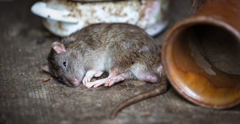 O bătrână a fost găsită moartă și mâncată de șoareci și șobolani în locuința sa din Dornești. Femeia, care suferea de demență, locuia împreună cu fiul său bolnav de schizofrenie