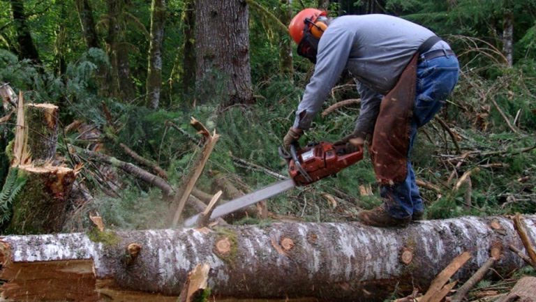 Un muncitor din Frumosu a fost lovit mortal de un copac într-o pădure din Vama