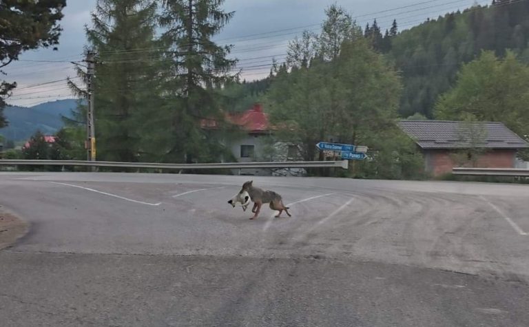FOTO Un șacal a fost fotografiat în centrul comunei Șaru Dornei în timp ce plimba în gură un câine mort: „Ne este frică să mai mergem în stație”