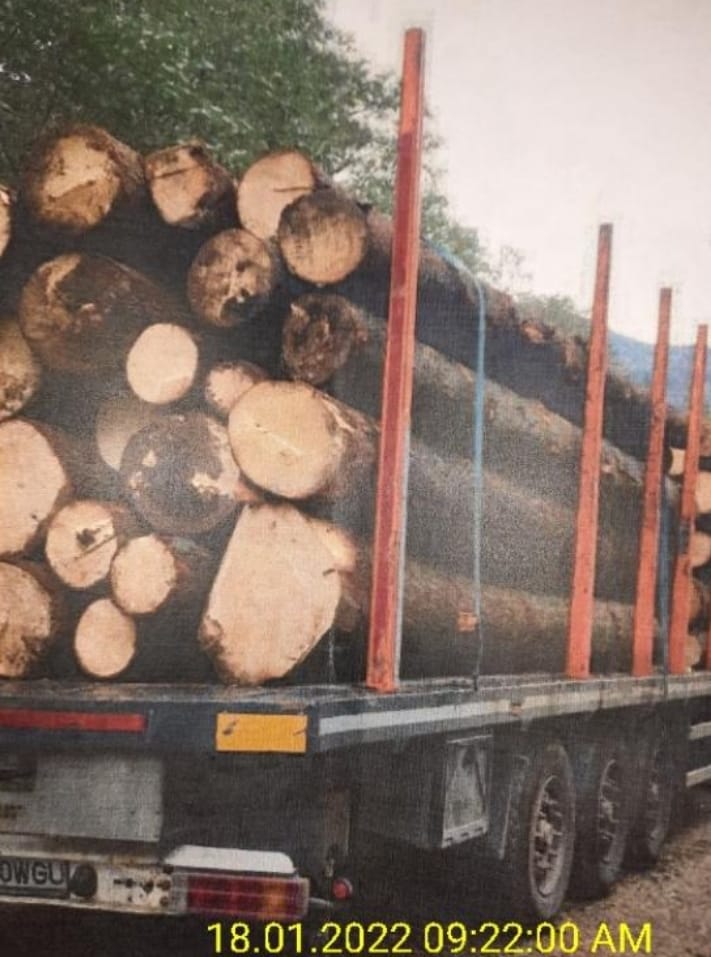 FOTO Garda Forestieră Suceava i-a venit de hac unele rețele de gateriști care efectua transporturi fictive de lemne. Material lemnos fără acte în valoare de peste 200.000 de lei descoperit la o societate din Gura Humorului