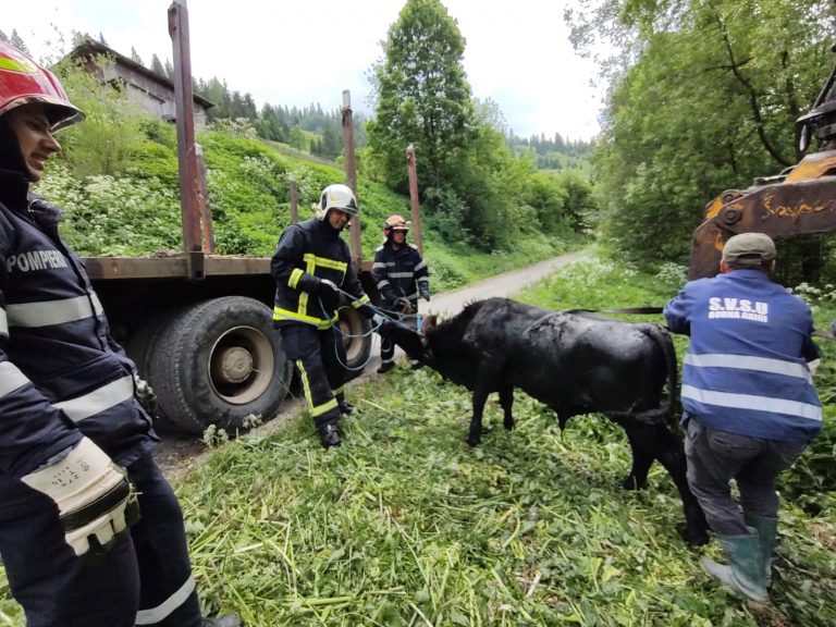 VIDEO FOTO Un bou a fost salvat de pompieri după ce a căzut într-o fosă septică, la Dorna Arini