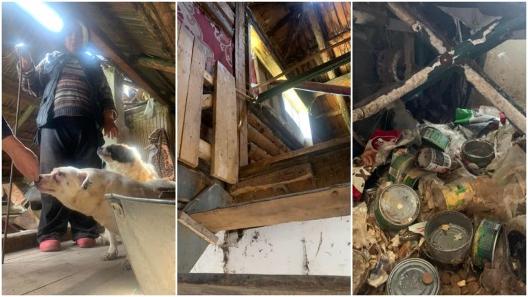 FOTO Descoperire șocantă făcută la Șaru Dornei. O femeie stă de trei ani închisă în podul unei case, alături de trei câini: „Este de departe cel mai revoltător caz de degradare umană pe care l-am întâlnit în decursul anilor”