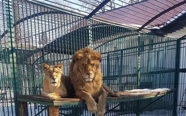 Reacția Grădinii Zoologice Rădăuți, după ce doi lei au scăpat din cuștile lor: „Ne cerem scuze pentru disconfortul creat”