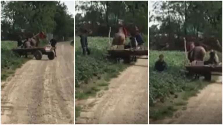 VIDEO 2 ani și 8 luni de închisoare pentru sălbaticul din Dumbrăveni care a bătut un cal fără milă