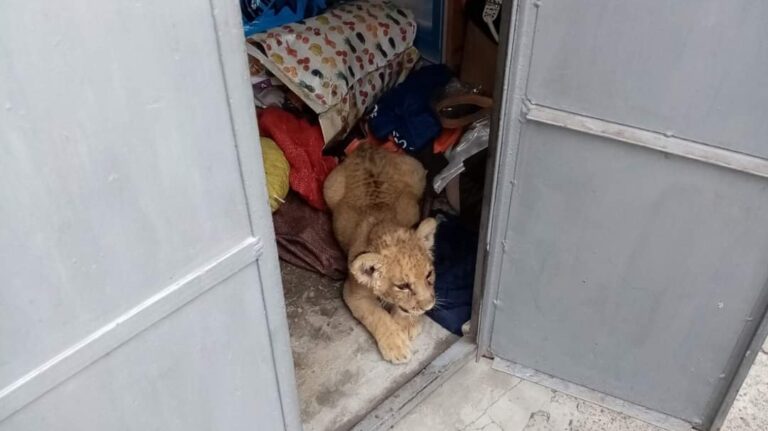 FOTO Un bărbat din Rădăuți care deținea ilegal un leu a fost amendat cu 25.000 de lei de Garda de Mediu Suceava